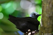 DSC_8657 Anous stolidus tenuirostris  brown or lesser noddy nest_tn